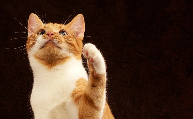 cat1.webp