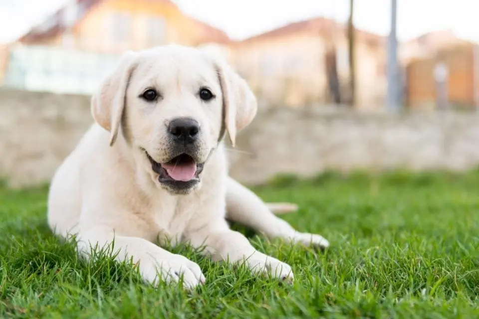 labrador.webp