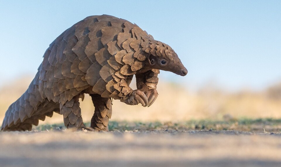 mammal.jpeg