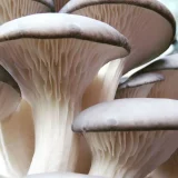 мицел на гъба
