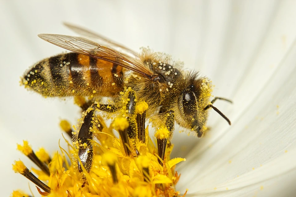 bee_11zon.webp
