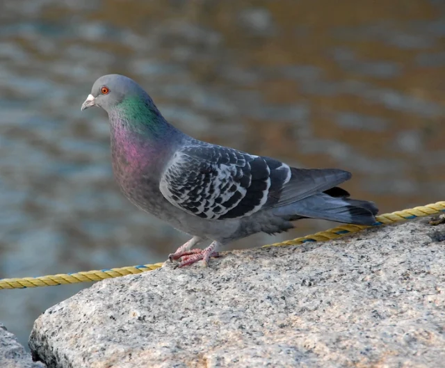 Скален гълъб