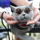 котка с очила