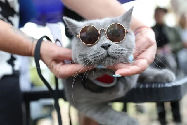 котка с очила
