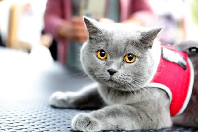 котка