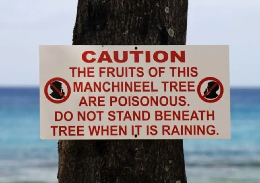 manchineel-tree.webp