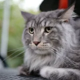 пухеста котка