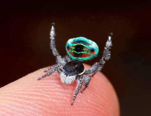 spider10_11_11zon.webp