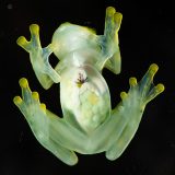 стъклена жаба