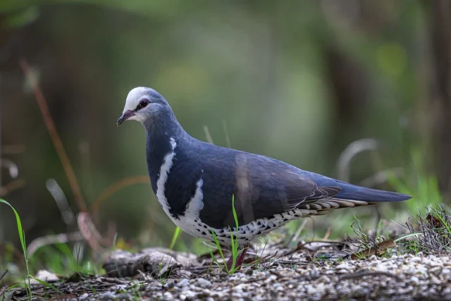 Гълъб Уонга