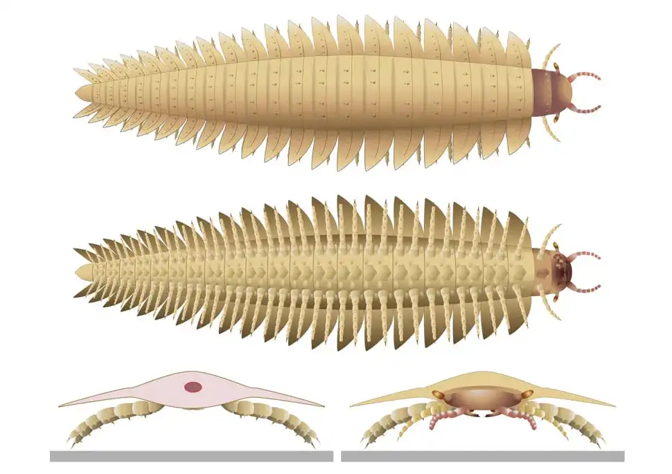 arthropleura-stonojka.webp