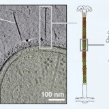 бактерията Aureispira