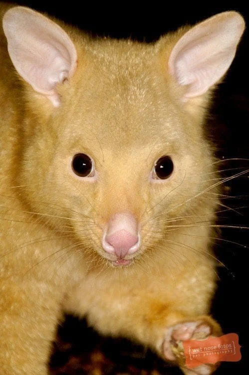 golden-possum.webp