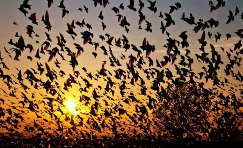 birds.webp