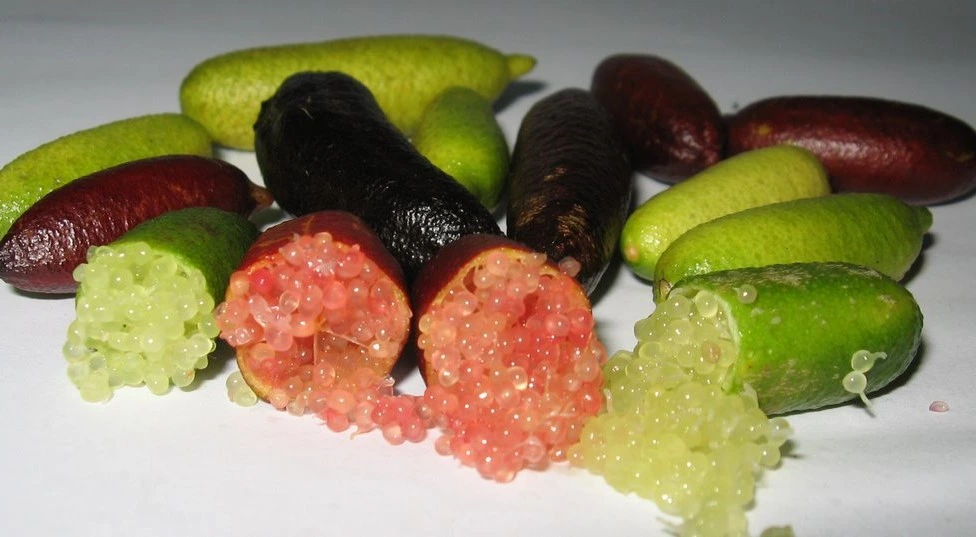 fingerlime.webp