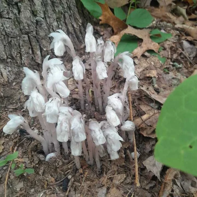 Призрачното цвете - Индианска лула