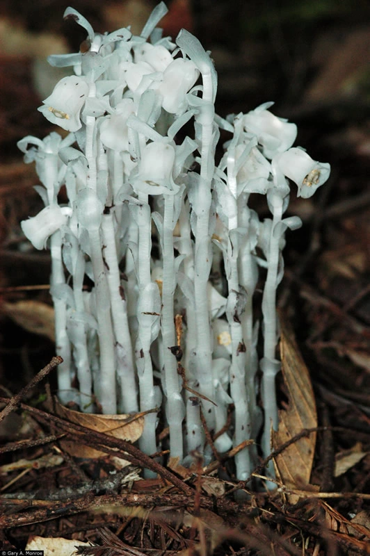 monotropa_uniflora.webp