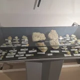 Вкаменелости в музей