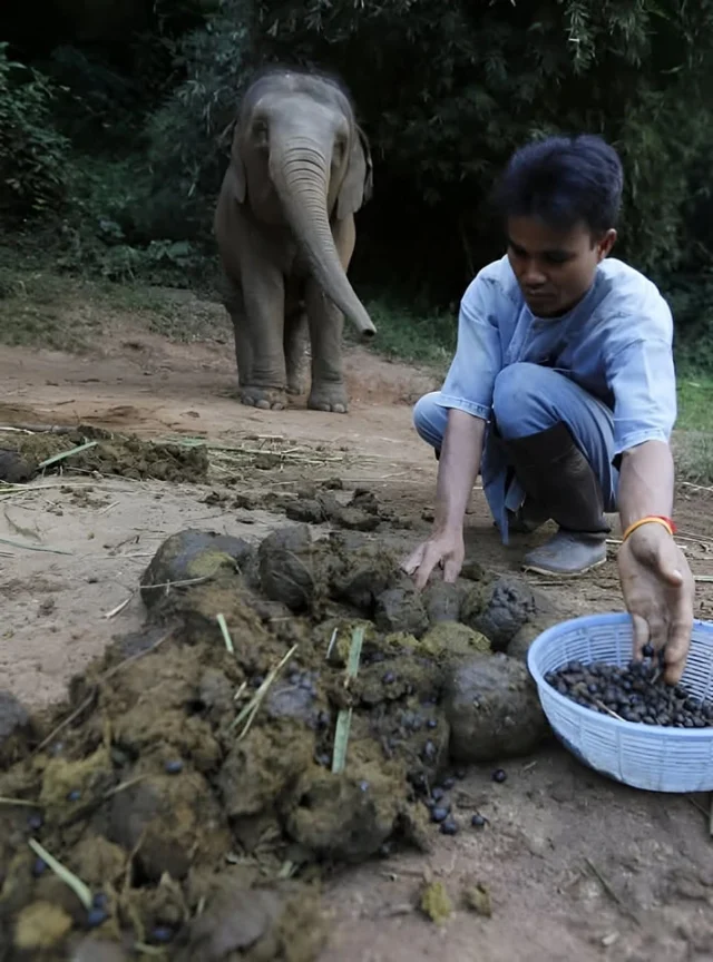 производство на Black Ivory Coffee