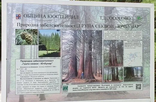 Трите вековни секвои край Ючбунар
