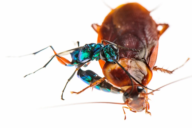 ampulex-compressa1.webp