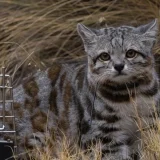 Андска планинска котка