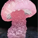 гъба Mycena roseoflava