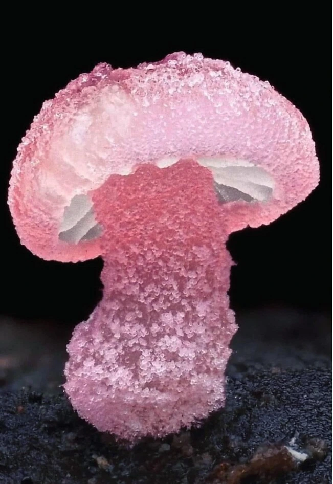 mycena-roseoflava.webp