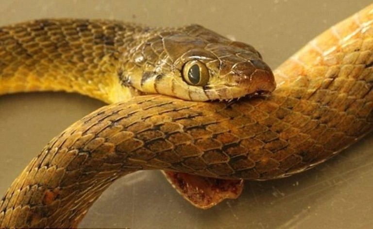 golden-lancehead_1.webp