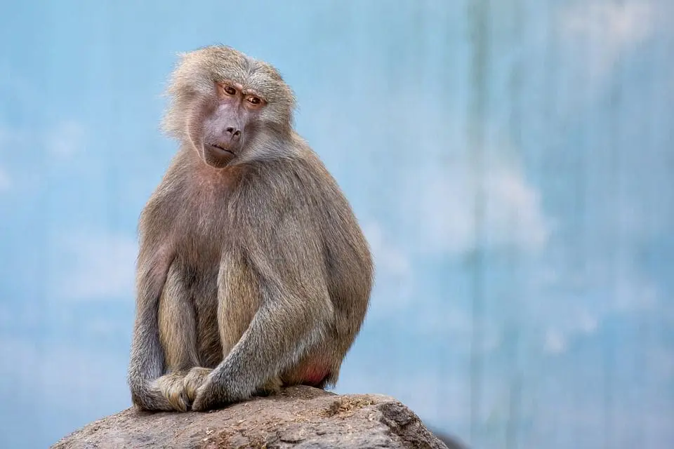maimuni-makatsi.webp