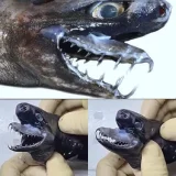 акула усойница