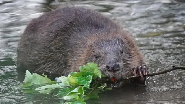 бобър