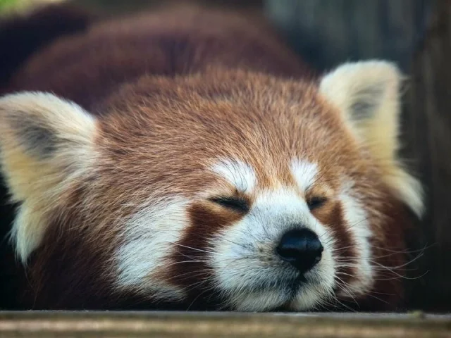 червена панда