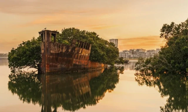 Плаваща гора в Австралия
