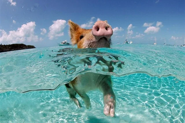 Pig Beach, острова на прасетата