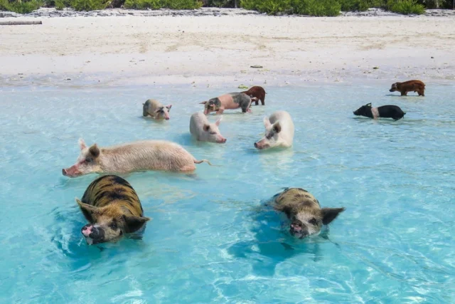 Pig Beach, острова на прасетата