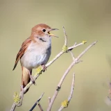 птича песен