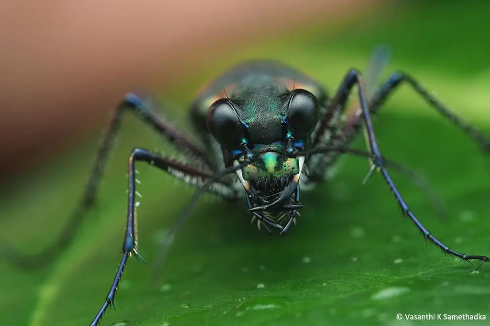 tiger-beetle.webp