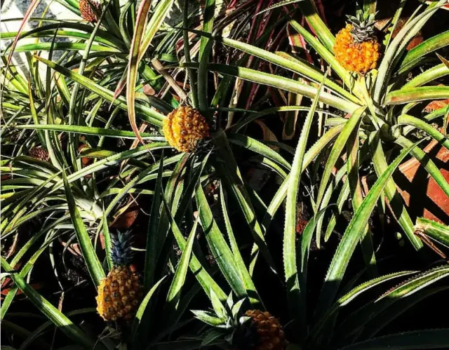 ананас