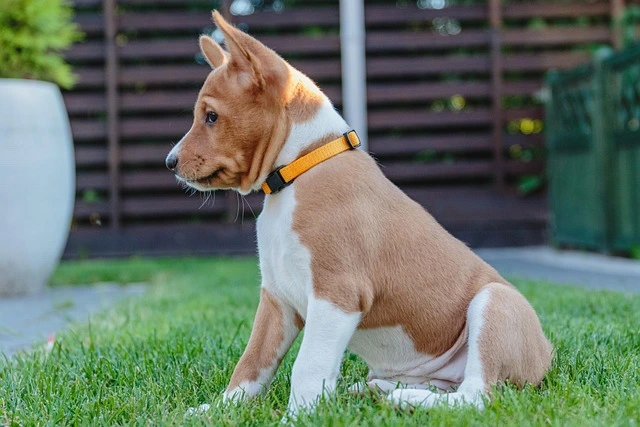 basendji.webp