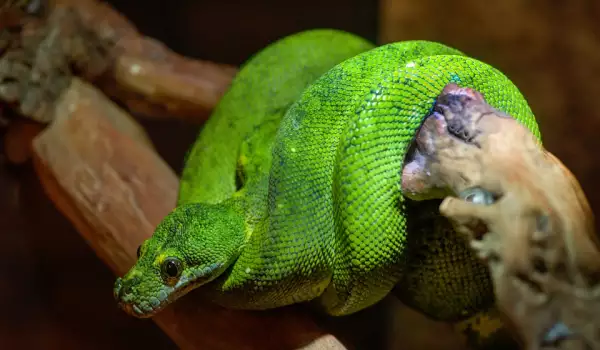 boomslang-zmiq.webp
