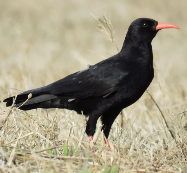 Червеноклюна гарга (Pyrrhocorax pyrrhocorax)