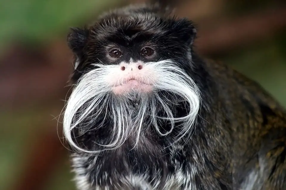 imperatorski-tamarin.webp