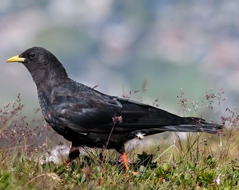 Жълтоклюна гарга (Pyrrhocorax graculus)