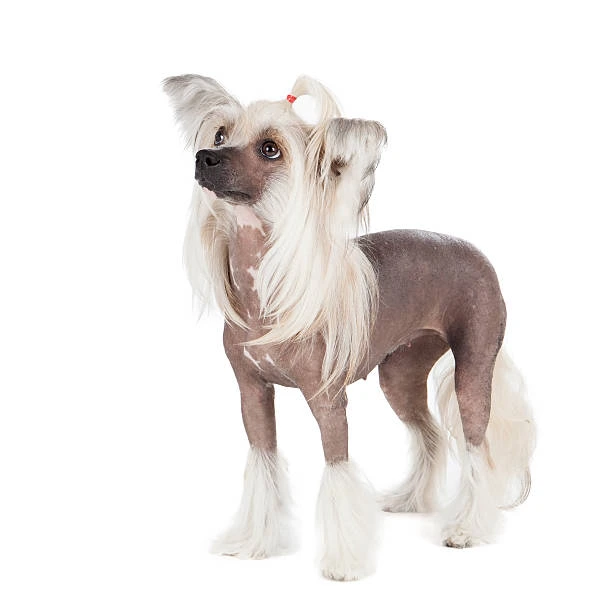 kitaisko-kachulato-kuche.webp