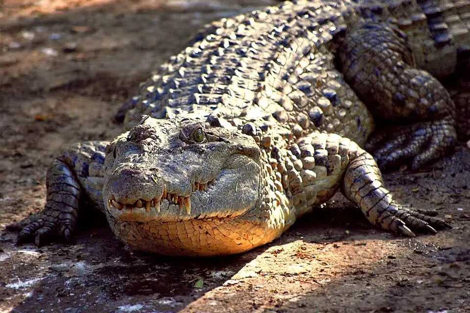 krokodil.webp