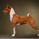 куче басенджи
