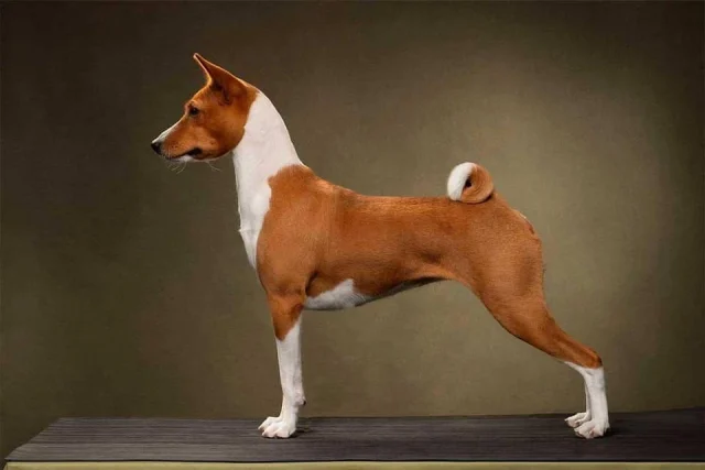 куче басенджи