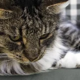 норвежка горска котка