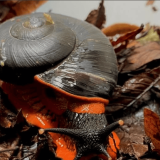 черупка огнен охлюв